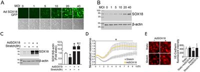 Loss of SOX18/CLAUDIN5 disrupts the pulmonary endothelial barrier in ventilator-induced lung injury